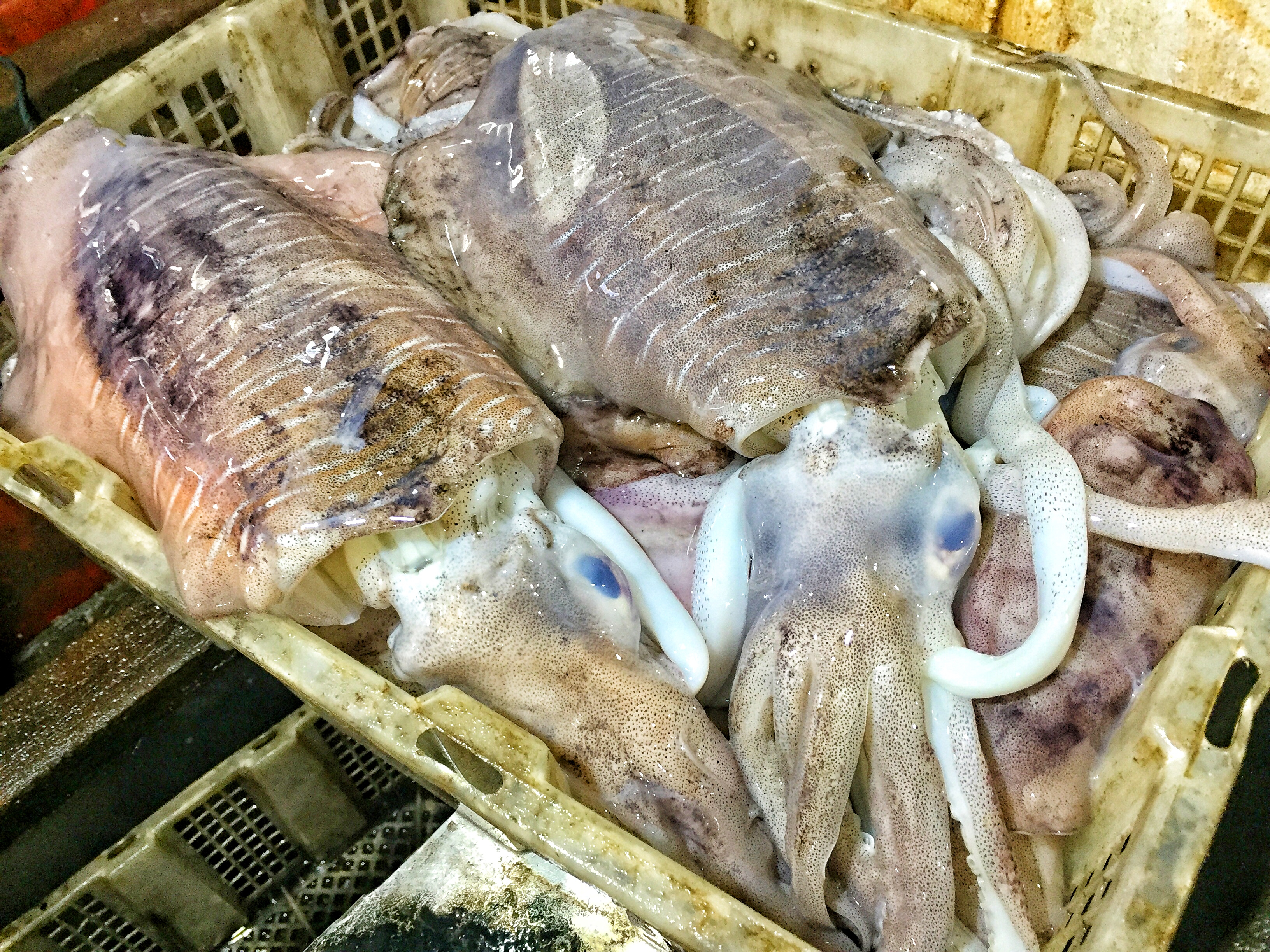 COOKING CLASS AND MARKET SHOPPING WITH THE CHEF FROM THE RITZ-CARLTON BALI squid